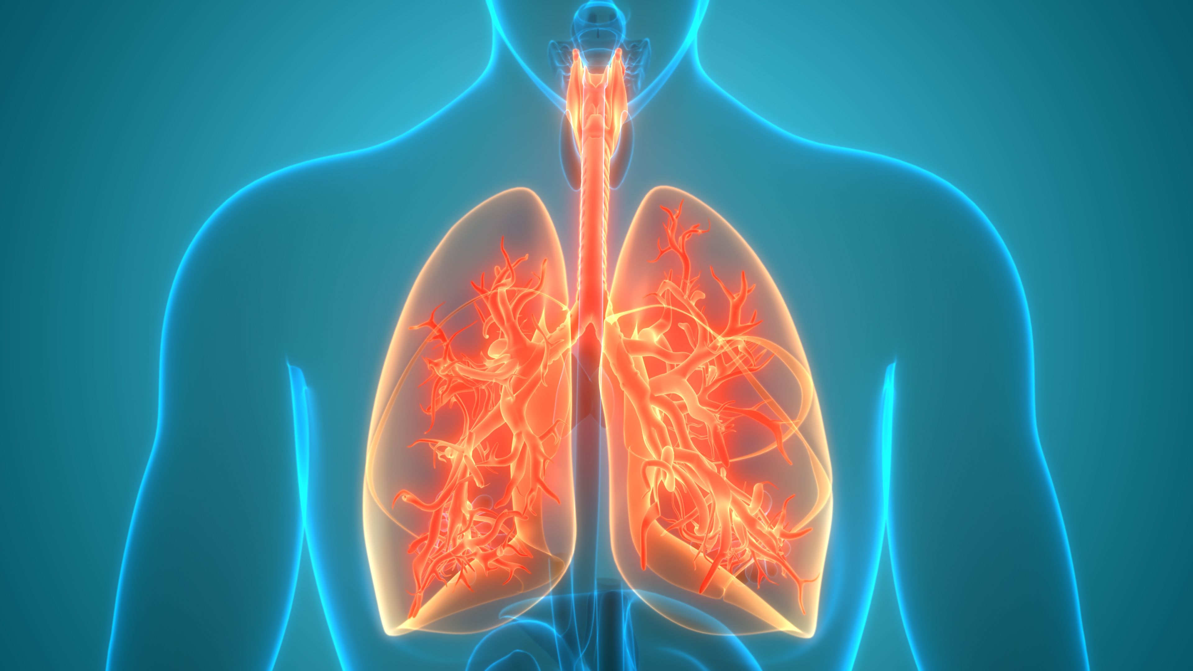 human-respiratory-system-lungs-anatomy-1226884277-b922ec7e92054780a6dc2308107f5188